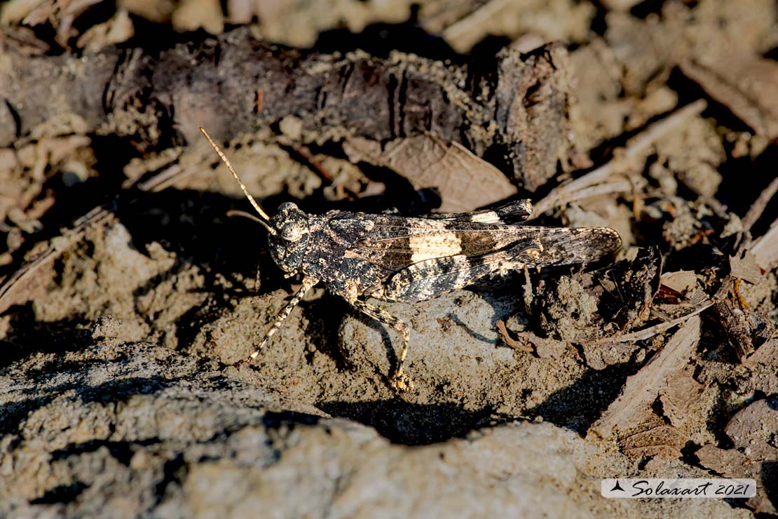 Oedipoda caerulescens maschio?... Oedipoda sp.